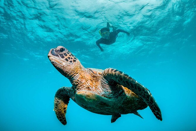 Ocean Eco Adventure with Marine Biologist Guides - Key things that make this ocean adventure worth planning