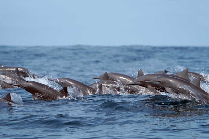 Ocean Eco Adventure with Marine Biologist Guides - The 4.5-hour rhythm: offshore search, park bays, then reef snorkeling