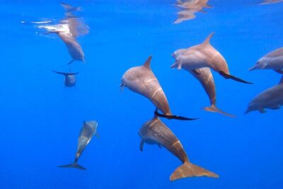 Ocean Eco Adventure with Marine Biologist Guides - Marine biologist guides: what you’ll actually notice differently