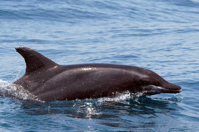 Ocean Eco Adventure with Marine Biologist Guides - Boat comfort and the practical reality: bumpy water, no bathroom, and sea sickness