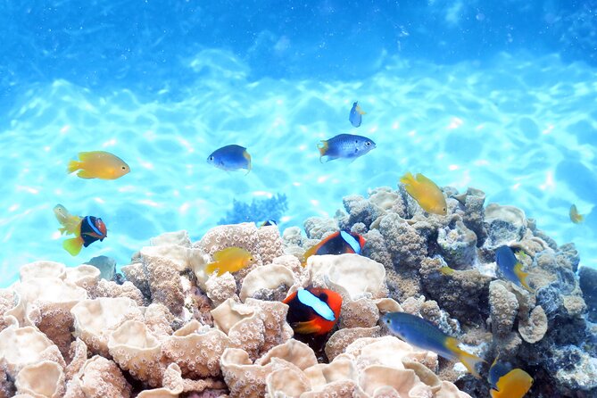 Ocean Spirit Sail to Michaelmas Cay Snorkel or Dive, from Cairns - Stop at Michaelmas Cay: 4 Hours on the Sand (Plus a Fish Feeding Moment)