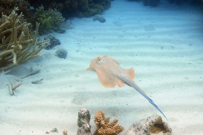 Ocean Spirit Sail to Michaelmas Cay Snorkel or Dive, from Cairns - Food and Comfort: The Included Buffet Feels Like Part of the Trip