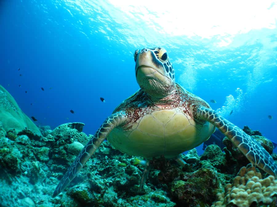 Okinawa: From Naha: Kerama Islands 1-day snorkeling tour - Chilly water reality: wetsuits, heat support, and what to bring