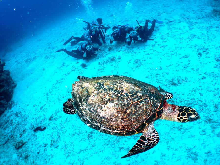 Okinawa: From Naha: Kerama Islands 1-day snorkeling tour - Reef etiquette and wildlife respect: the rules you should follow