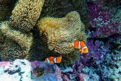 Okinawa Ishigaki Blue Cave Snorkeling Tour - Your gear checklist: what’s included, what’s required, what to confirm
