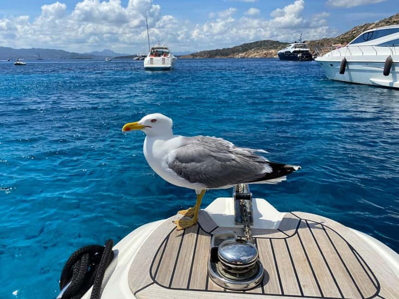 Olbia: Boat tour to watch Dolphins and snorkeling - Key highlights worth your time
