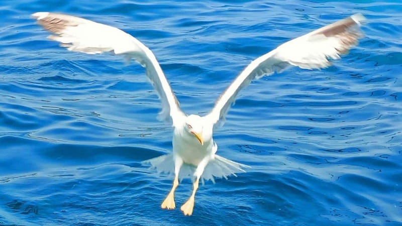 Olbia: Boat tour to watch Dolphins and snorkeling - Getting on board at Olbia’s Molo Bosazza (and what to look for)