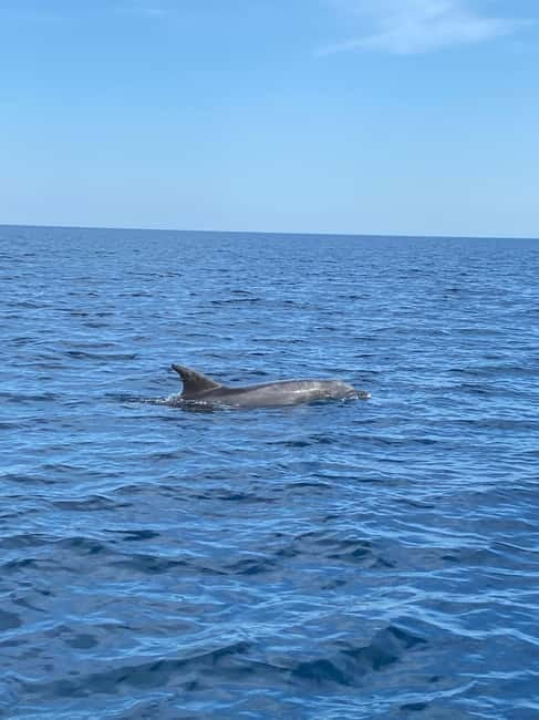 Olbia: Boat tour to watch Dolphins and snorkeling - Dolphin spotting in the Figarolo area: what the captain actually does