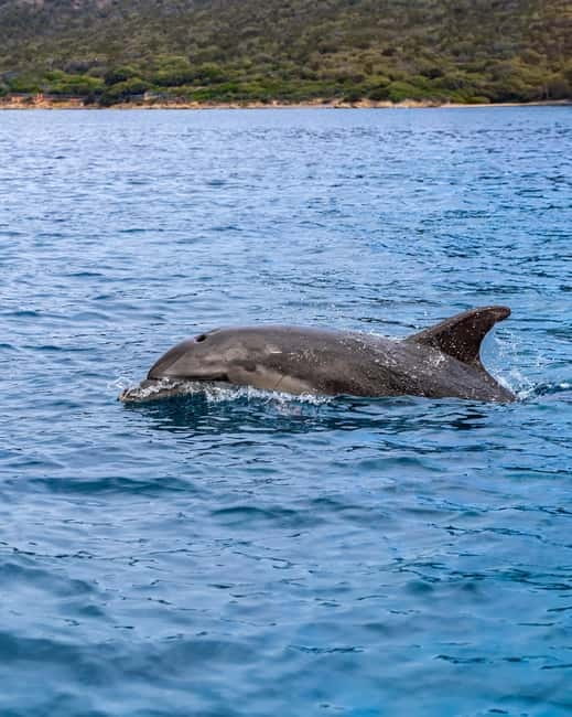 Olbia: Boat tour to watch Dolphins and snorkeling - Capo Figari panoramas: why the sailing portion is more than scenery