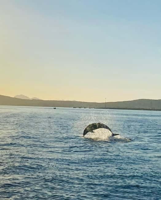 Olbia: Boat tour to watch Dolphins and snorkeling - The Sardinian aperitif on board: why the food part lands