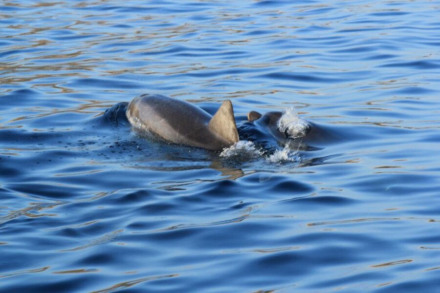 Olbia: Dolphin Watching and Snorkeling Boat Tour - Heading Out From Olbia’s Molo Bosazza (and Why It Matters)