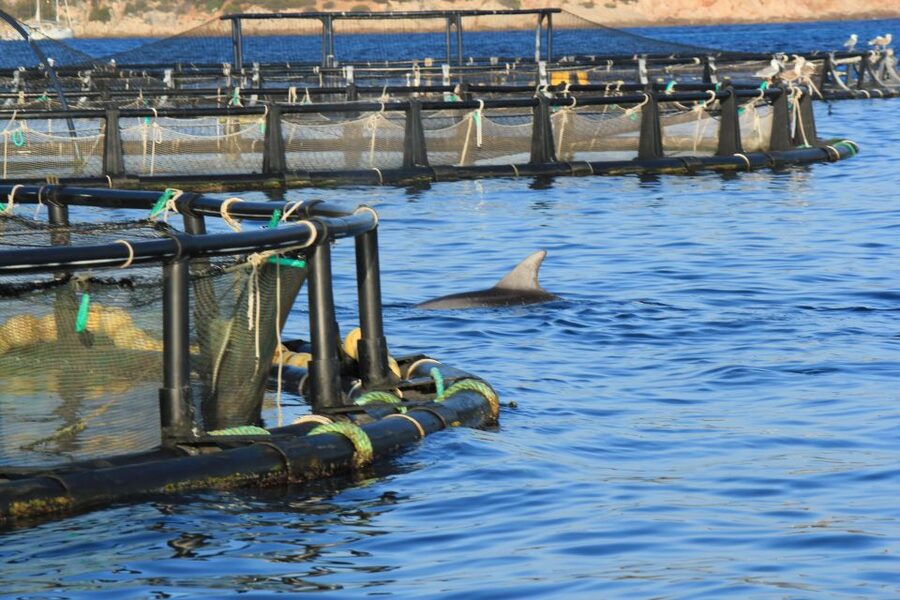 Olbia: Dolphin Watching and Snorkeling Boat Tour - Dolphin Watching Around the Fish Farming Area: Chances Are Higher