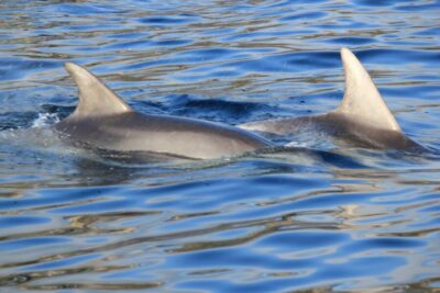Olbia: Dolphin Watching and Snorkeling Boat Tour - The 3.5-Hour Flow from Olbia: Sail, Pause, Swim, Snorkel