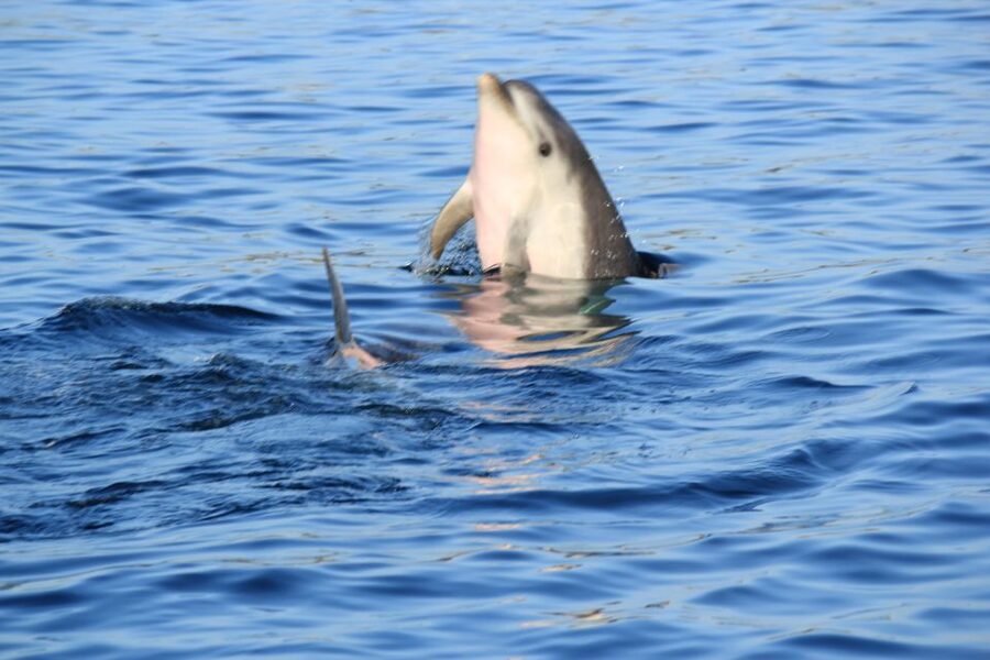 Olbia: Dolphin Watching and Snorkeling Boat Tour - Cape Figari Views, Then Cala Moresca for Snorkeling Time
