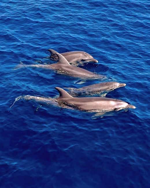 Olbia: Dolphin Watching & Snorkeling Boat Tour near Figarolo - Key takeaways
