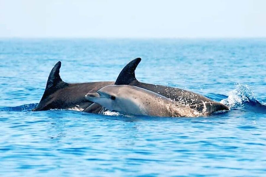 Olbia: Dolphin Watching & Snorkeling Boat Tour near Figarolo - Guides, names you might get, and why the tone matters