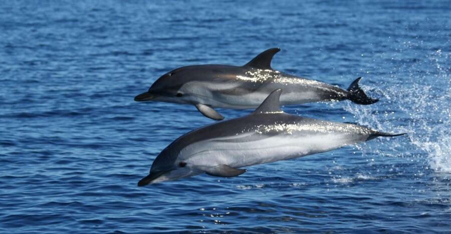 Olbia: Dolphin Watching & Snorkeling Boat Tour near Figarolo - From Olbia Marina to Figarolo: the 3.5-hour rhythm