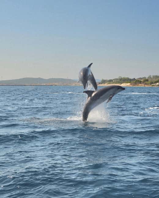 Olbia: Dolphin Watching & Snorkeling Boat Tour near Figarolo - Dolphin watching near Figarolo: how the “80%” promise plays out