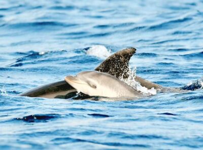 Olbia: Dolphin Watching & Snorkeling Boat Tour near Figarolo - Getting started at Bluesea Charter (Berth 44) without stress