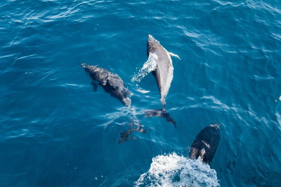 Olbia: Dolphin Watching & Snorkeling Boat Tour near Figarolo - Isola di Figarolo snorkeling stop: clear water, sea-floor views