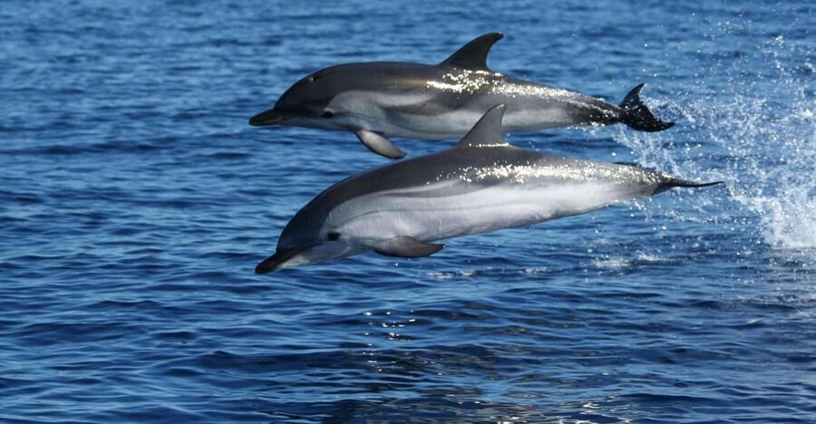 Olbia: Dolphin Watching & Snorkeling Boat Tour near Figarolo - Cala Moresca: where the aperitif turns the trip into a memory