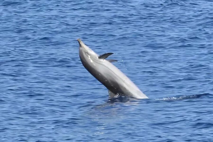Olbia: Dolphin Watching & Snorkeling Boat Tour near Figarolo - The boat ride reality check: comfort, speed, and wave conditions