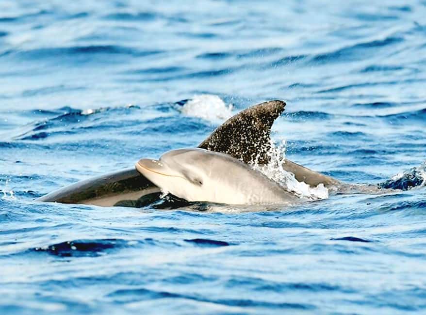 Olbia: Dolphin Watching & Snorkeling Boat Tour near Figarolo - Getting started at Bluesea Charter (Berth 44) without stress