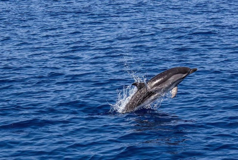 Olbia: Dolphin Watching & Snorkeling Boat Trip - Key things to know before you go