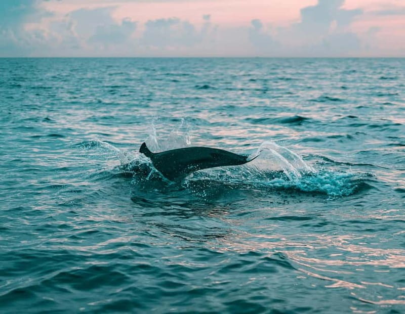 Olbia: Dolphin Watching & Snorkeling Boat Trip - Dolphin Watching from Olbia: what makes this one worth your time