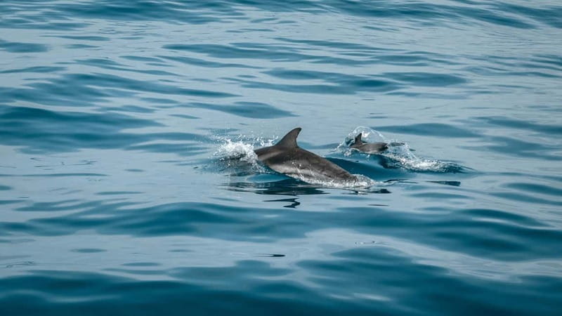 Olbia: Dolphin Watching & Snorkeling Boat Trip - Dolphin watching in Golfo Aranci: how the crew helps you see more