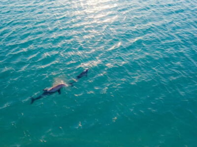 Olbia: Dolphin Watching & Snorkeling Boat Trip - The route: Capo Figari cliffs, Figarolo Island, and your swim stop