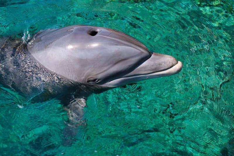 Olbia: Dolphin Watching & Snorkeling Boat Trip - The swim spots: why Cala Moresca stands out
