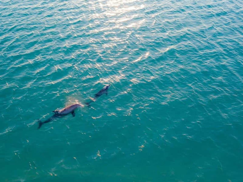 Olbia: Dolphin Watching & Snorkeling Boat Trip - The route: Capo Figari cliffs, Figarolo Island, and your swim stop