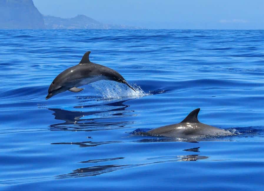 Olbia: Dolphin Watching & Swim and snorkel in Capo Figari - The cruise rhythm: speedboat time, then photo and dolphin spotting