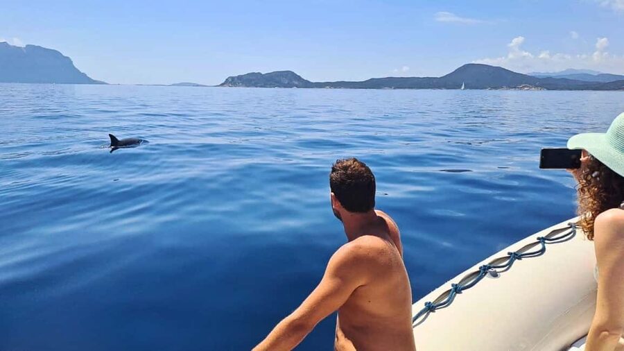 Olbia: Dolphin Watching Tour with Figarolo Island Snorkeling - Key takeaways before you go