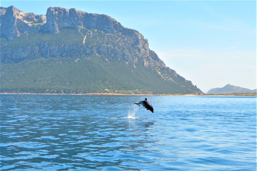 Olbia: Dolphin Watching Tour with Figarolo Island Snorkeling - Dolphin watching at Figarolo: What the marine biologist adds