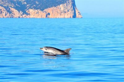Olbia: Dolphin Watching Tour with Figarolo Island Snorkeling - Meeting at Marina di Olbia and the dinghy reality check