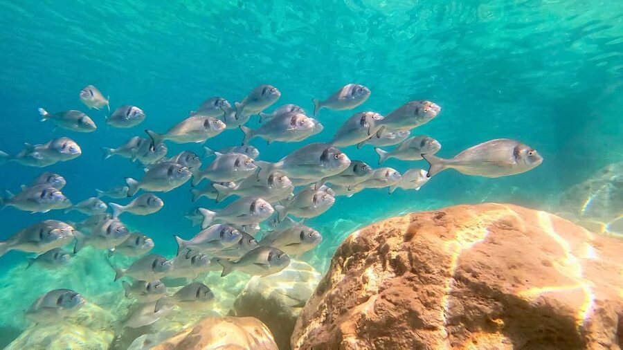 Olbia: Dolphin Watching Tour with Figarolo Island Snorkeling - The Capo Figari snorkeling stop: where the clear water is the prize