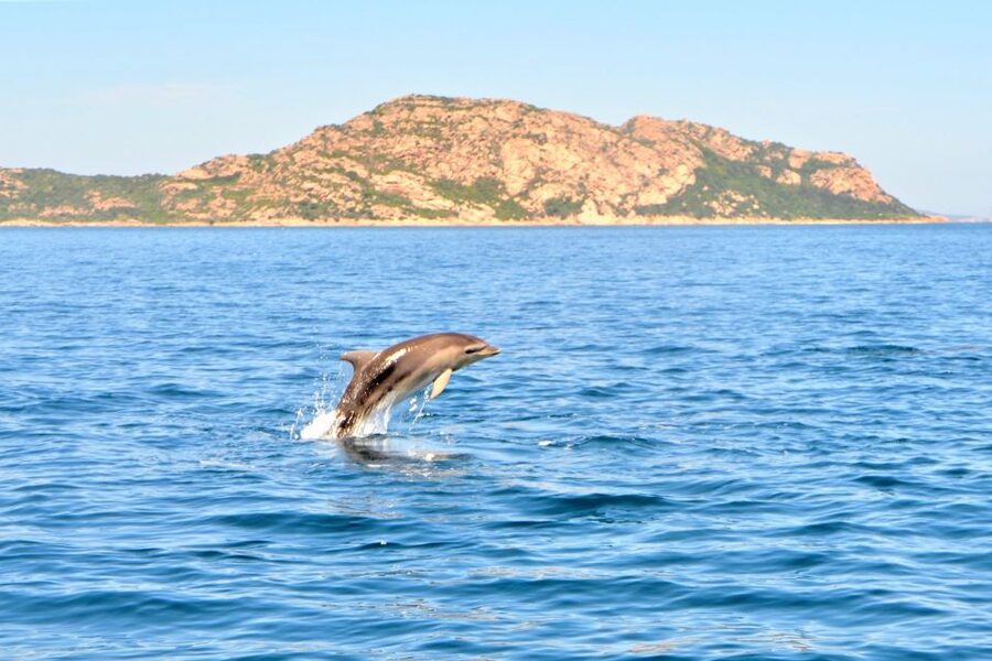 Olbia: Dolphin Watching Tour with Figarolo Island Snorkeling - Cala Moresca or Figarolo area: the mouflons factor