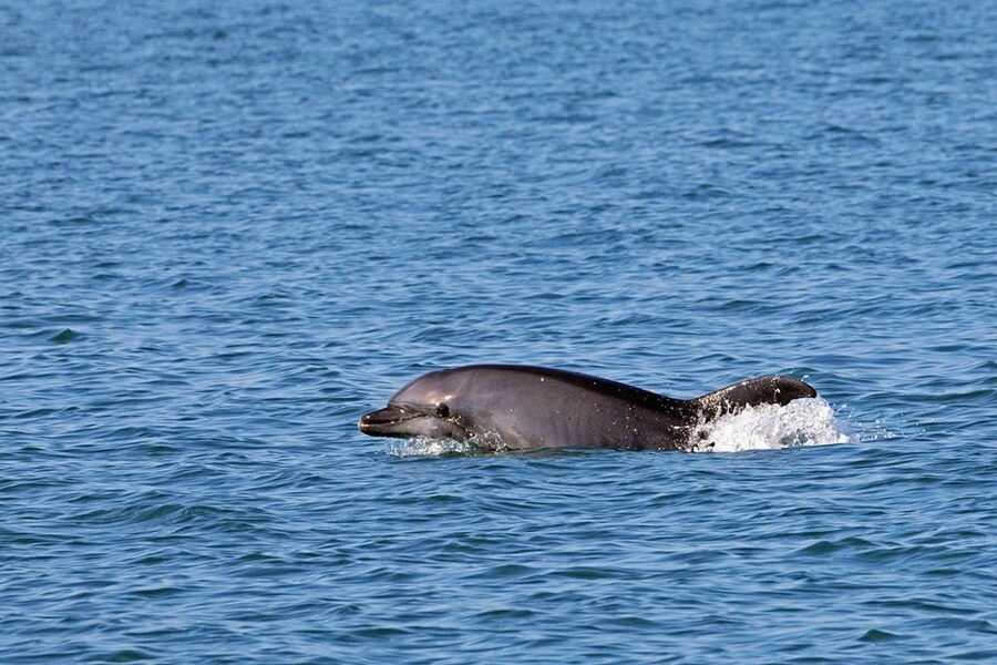 Olbia: Dolphin Watching Tour with Figarolo Island Snorkeling - What’s included (and what’s not) for the price