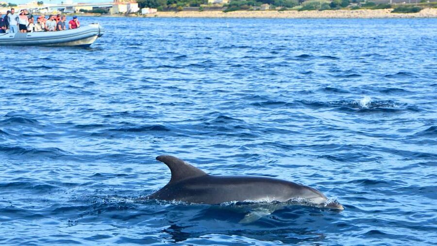 Olbia: Dolphin Watching Tour with Figarolo Island Snorkeling - Who should book this Olbia dolphin-and-snorkel tour