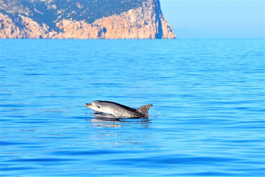 Olbia: Dolphin Watching Tour with Figarolo Island Snorkeling - Meeting at Marina di Olbia and the dinghy reality check