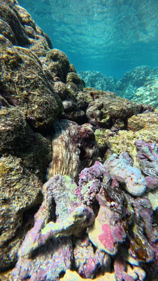Oman: Daymaniyat Islands Visit and Snorkeling - Guides and Captains: Why Their Role Feels Bigger Than You Think