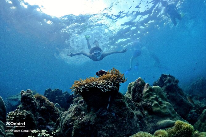 OnBird - PRIVATE ADVENTURE SNORKELING - explore Half-moon reef & Coral Mountain - Private speedboat snorkeling in An Thoi: the value of flexibility
