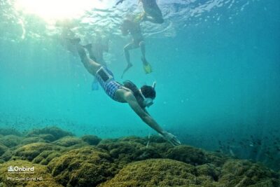 OnBird - PRIVATE ADVENTURE SNORKELING - explore Half-moon reef & Coral Mountain - Wave (Quay) and the in-water coaching that keeps it fun