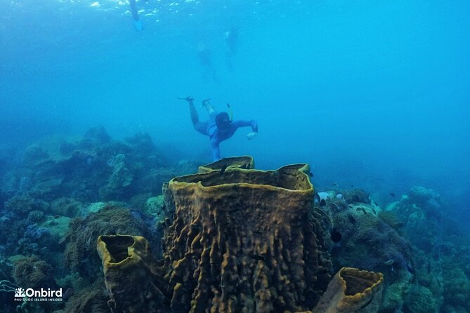 OnBird - PRIVATE ADVENTURE SNORKELING - explore Half-moon reef & Coral Mountain - Half-moon Reef: your first real snorkeling payoff