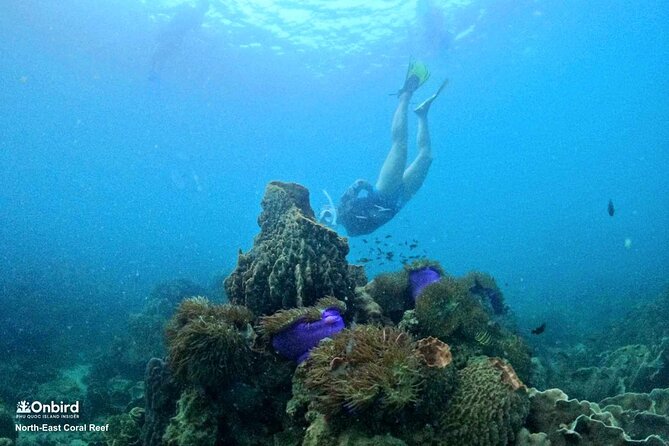 OnBird - PRIVATE ADVENTURE SNORKELING - explore Half-moon reef & Coral Mountain - Love Island break and a sunset beach bar stop