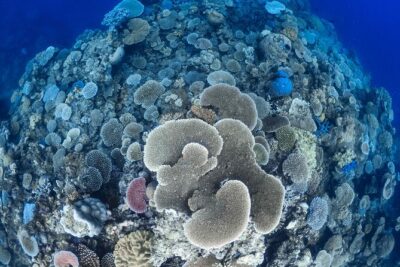 Outer Reef Mackay Cay Sail & Snorkel Adventure from Port Douglas - From Port Douglas Marina to the Daintree coast views