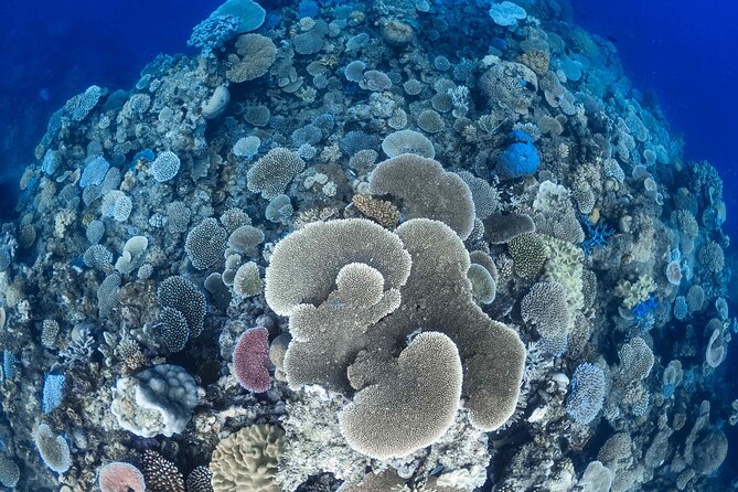 Outer Reef Mackay Cay Sail & Snorkel Adventure from Port Douglas - From Port Douglas Marina to the Daintree coast views