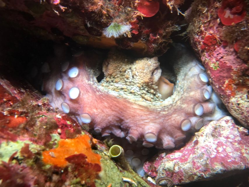 Palermo: Full-Day Snorkeling Boat Tour with Lunch and Wine - Addaura Stop: Your First Real Chance to Swim and Snorkel